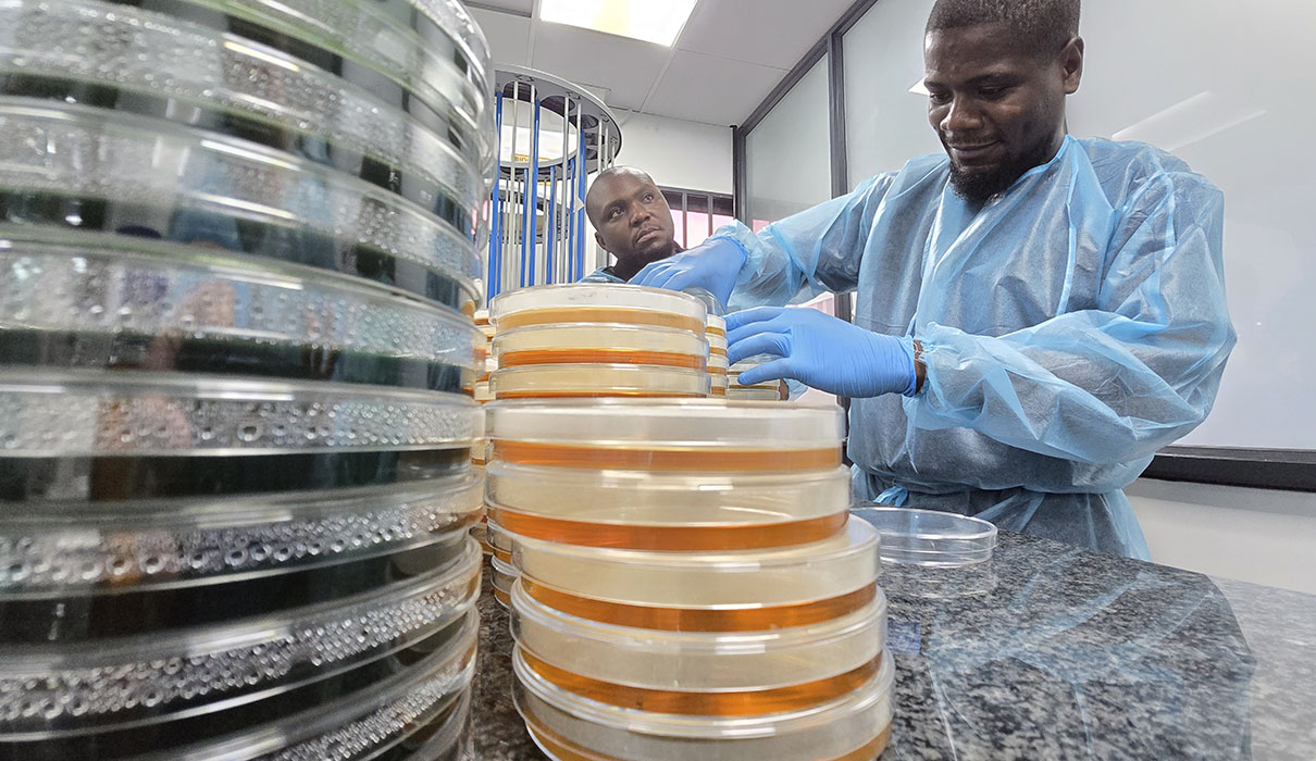 A lab technician wearing prtotective clothing handling petri dishes.